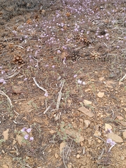Phacelia vallis-mortae