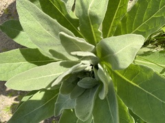 Verbascum thapsus