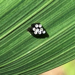 Rhynocoris annulatus