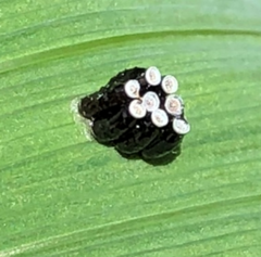 Rhynocoris annulatus