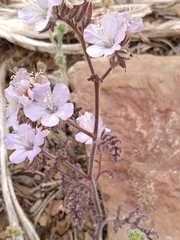 Phacelia vallis-mortae