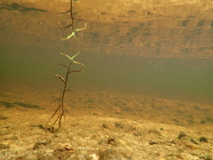 Hydrilla verticillata