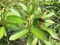 Orancistrocerus drewseni