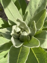 Verbascum thapsus