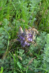 Phelipanche caesia