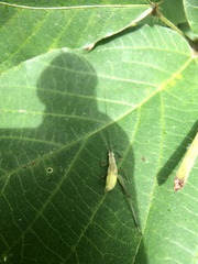 Oecanthus longicauda