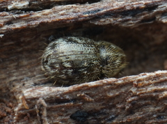 Xynotropis