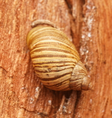 Bothriembryon tasmanicus