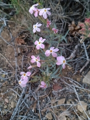 Phlox stansburyi