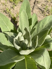 Verbascum thapsus