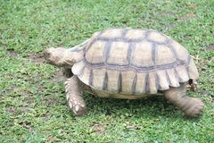 Centrochelys sulcata
