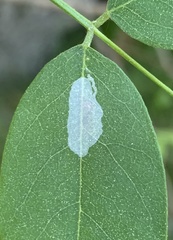 Macrosaccus robiniella