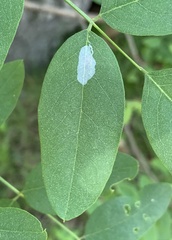 Macrosaccus robiniella