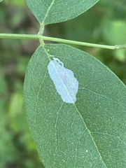 Macrosaccus robiniella