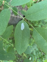 Macrosaccus robiniella