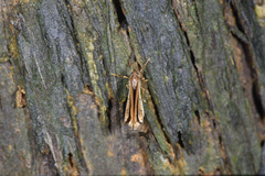 Aponotoreas