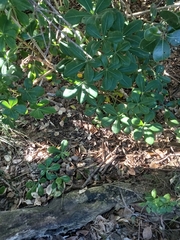 Cussonia thyrsiflora