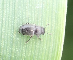 Brachypterus