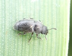 Brachypterus