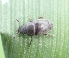 Brachypterus