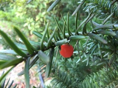 Taxus cuspidata
