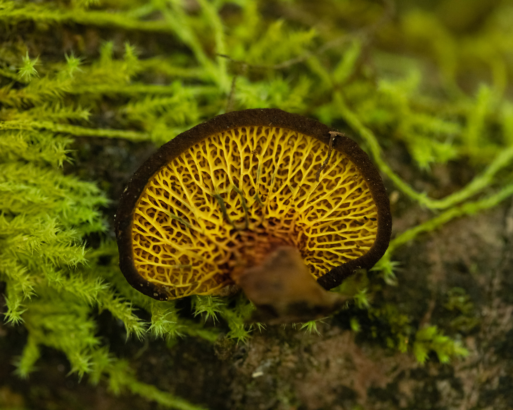 Boletinellus exiguus · May 2022 · photo: © deniszabin (iNaturalist, cc-by)