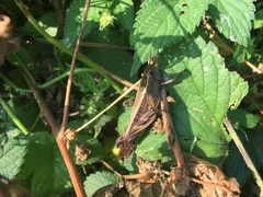 Shirakiacris shirakii
