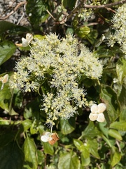 Hydrangea petiolaris