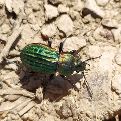 Carabus nitens