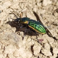 Carabus nitens