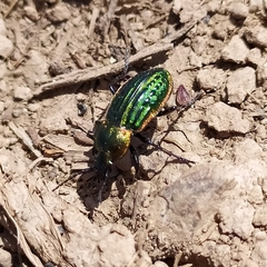 Carabus nitens