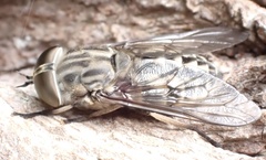 Tabanus autumnalis