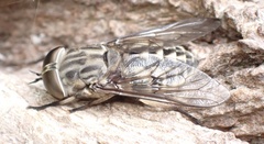Tabanus autumnalis