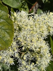 Hydrangea petiolaris