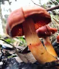 Cortinarius persplendidus