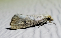 Acrolophus propinqua