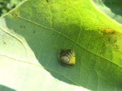 Cyrtarachne inaequalis