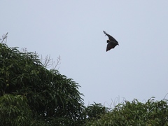 Pteropus ualanus
