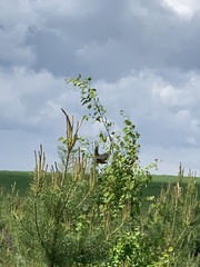 Lanius collurio