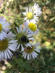 Heliophanus lineiventris