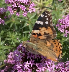 Vanessa cardui