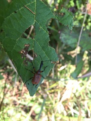 Phialodes rufipennis