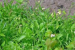 Raphanus raphanistrum