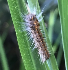 Bombycopsis capicola