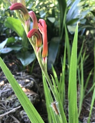 Bombycopsis capicola