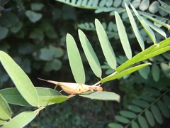 Oecanthus longicauda