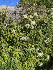 Hydrangea petiolaris