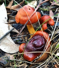 Cortinarius persplendidus