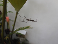 Tetragnatha mandibulata