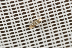 Argyresthia trifasciata
